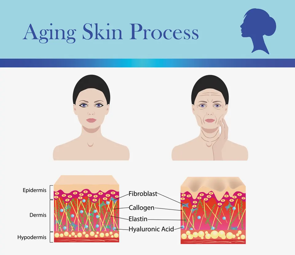 aging-skin-process