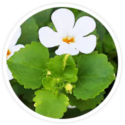 Bacopa Monnieri Extract