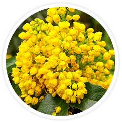 Berberine