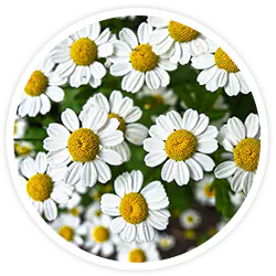 Chamomile