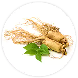 White Korean Ginseng