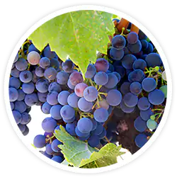 Resveratrol